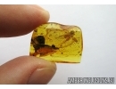 MAYFLY Ephemeroptera in Baltic amber #0419