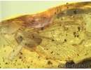 MAYFLY Ephemeroptera in Baltic amber #0419