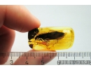 Rare Huge 21mm! ALDERFLY MEGALOPTERA. Fossil insect in Baltic amber #10328