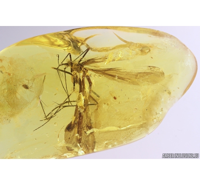 Rare Big 18mm Scorpionfly Mecoptera Bittacidae, Brown scavenger beetle Latridiidae and More. Fossil inclusions in Baltic amber #10345