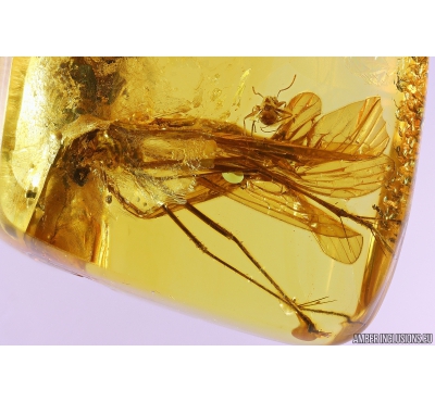 Big Scorpionfly Mecoptera Bittacidae eaten by Ants! Fossil inclusions in Baltic amber #10410