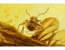 Big Scorpionfly Mecoptera Bittacidae eaten by Ants! Fossil inclusions in Baltic amber #10410