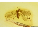 Whitefly Aleyrodidae. Fossil insect in Baltic amber #10674