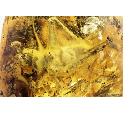 Big 17mm Cricket Orthoptera and Two Centipedes Lithobiidae. Fossil insects in Baltic amber #10703