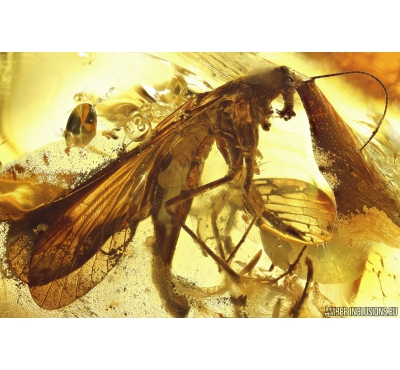 Rare Big 23mm! Scorpionfly Mecoptera Panorpidae. Fossil inclusion Ukrainian Rovno amber #10815R