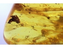 Two Harvestmen Opiliones. Fossil inclusions in Baltic amber #10891