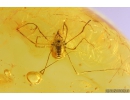 Harvestman Opiliones. Fossil inclusion in Baltic amber #11094