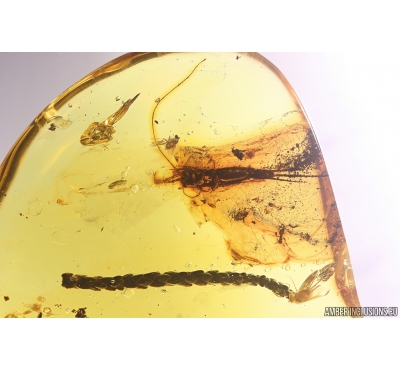 Nice 23mm! Thuja, Bristletail 14mm! and More. Fossil inclusions in Baltic amber #11184