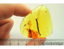 Nice 23mm! Thuja, Bristletail 14mm! and More. Fossil inclusions in Baltic amber #11184