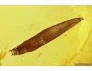 Nice Leaf with Mite Acari and More. Fossil inclusions in Baltic amber stone #11308