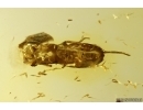 Rare Earwig Dermaptera. Fossil insect in Baltic amber stone #11370