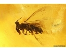 RareTwisted-Winged Stylopid, Strepsiptera. Fossil insect in Baltic amber #11375