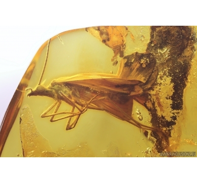 Rare Two Scorpionflies Panorpidae and More. Fossil inclusions in Baltic amber #11377
