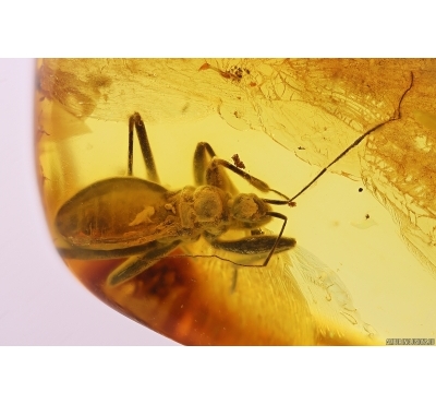Rare Assassin bug Reduviidae. Ukrainian Rovno amber #11382R