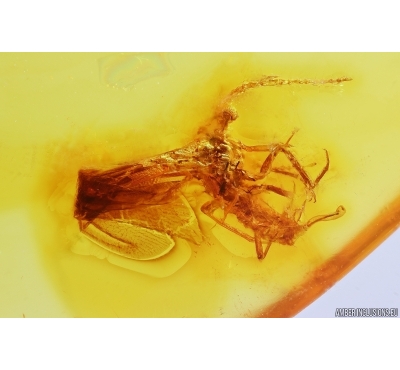 Coccid Coccoidea. Fossil insect in Baltic amber #11399