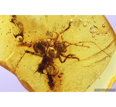 Rare Gladiator Mantophasmatodea Raptophasmidae. Fosill inclusion in Baltic amber #11419