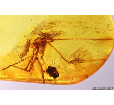 Cricket Orthoptera and More. Fossil insects in Baltic amber #11488