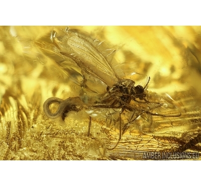 Action! True midge Chironomidae with Parasitic Worm Nematoda and Aphid Fossil insects Ukrainian Rovno amber #11514R
