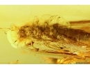 Big 12mm Stonefly Plecoptera with parasitic Worm Nematoda and Mites Acari! Fossil inclusions Baltic amber #11652