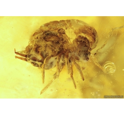 Big Springtail, Collembola. Fossil inclusion in Baltic amber #11715