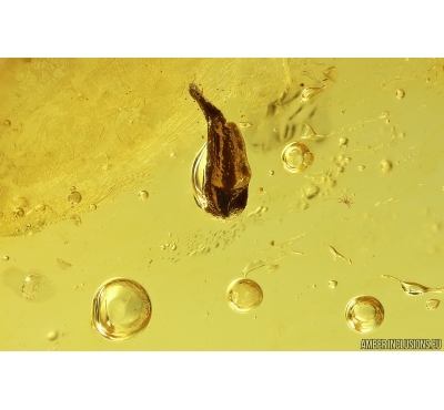 Flower fragment with pollen. Fossil inclusions in Baltic amber #11732
