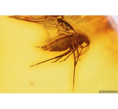 Bug Heteroptera. Fossil insect in Baltic amber #11747