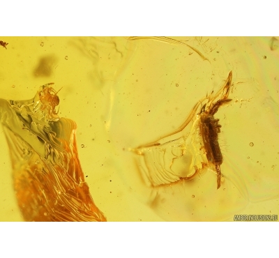 Springtail Collembola and Mite Acari. Fossil inclusions Baltic amber #11841