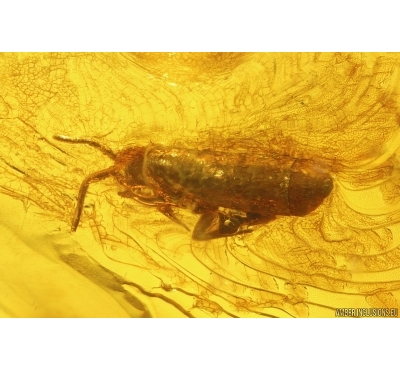 Springtail Collembola. Fossil inclusion in Baltic amber #11842