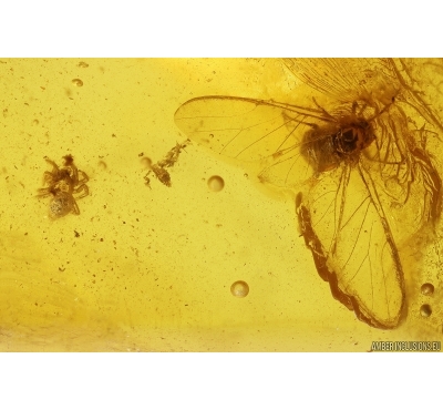 Nice Aphid Aphididae and Spider Araneae. Fossil inclusions in Baltic amber #11847