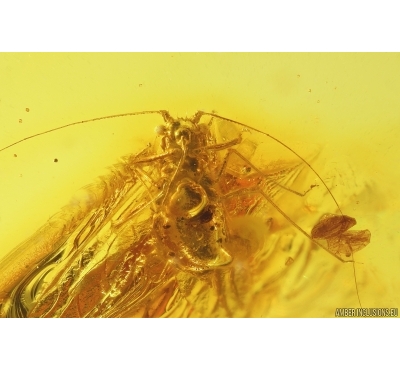 Nice Rare Aphid Aphididae. Fossil insect in Baltic amber #11848