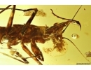 Extremely Rare Big 21mm Adult Praying Mantis Mantodea! Beautiful Museum Grade Specimen.Fossil insect in Baltic amber #11872