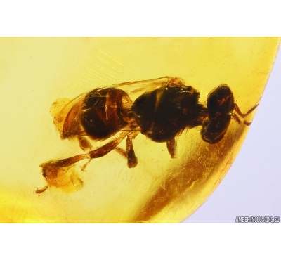 Honey Bee Apoidea with pollen! Fossil inclusion Dominican amber #11892D