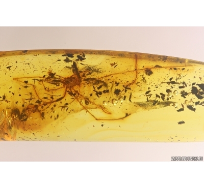 Harvestman Opiliones. Fossil inclusion in Baltic amber #11915