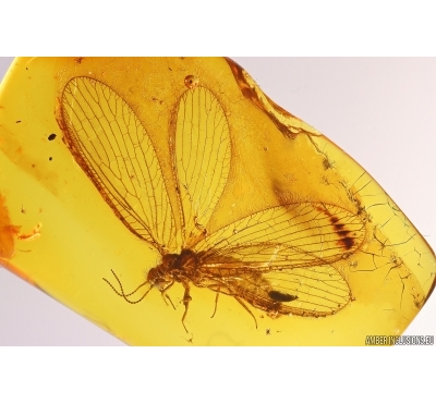 Nice Lacewing Neuroptera Nevrothidae Rophalis relicta. Fossil insect in Baltic amber #11929