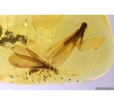 Two Very Nice Big Termites Isoptera. Fossil inclusions Baltic amber #11991