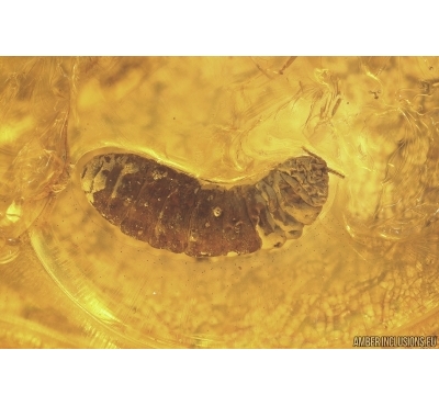 Coccid Larva. Fossil insect in Baltic amber #12000