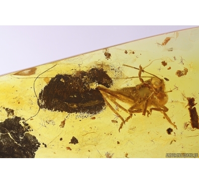 Cricket Orthoptera. Fossil insect in Baltic amber #12031