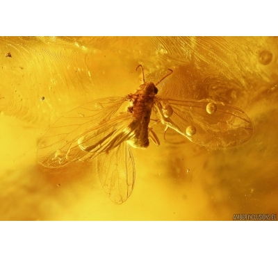 Rare Dustywing Coniopterygidae Archiconis electra and More. Fossil inclusions Big 45g Baltic amber stone #12042