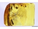 Nice Mammalian hair. Fossil inclusion in Baltic amber #12064