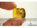 Nice Mammalian hair. Fossil inclusion in Baltic amber #12064