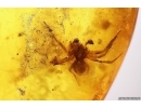 Seed vessel, Spider and More. Fossil inclusions in Baltic amber #12066