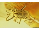Nice Mite Acari. Fossil insect Ukrainian Rovno amber #12076R