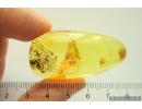 Nice Mite Acari. Fossil insect Ukrainian Rovno amber #12076R