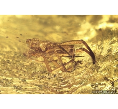 Aphid Aphididae and Fungus gnat Mycetophilidae. Fossil inclusions Ukrainian Rovno amber #12081R