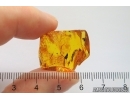 Nice Flower. Fossil inclusion in Baltic amber #12121