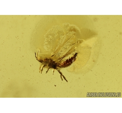 Thrips Thysanoptera and Long-legged fly Dolichopodidae. Fossil inclusions Baltic amber #12132