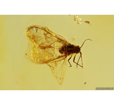 Nice Aphid Aphididae. Fossil insect in Baltic amber #12133