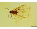 Nice Aphid Aphididae. Fossil insect in Baltic amber #12133