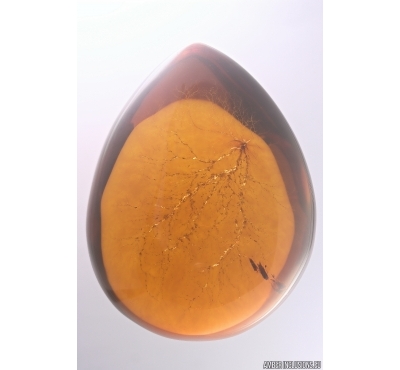 Extremely Rare Inclusion: Lichtenberg figure. Inclusion in Baltic amber #12142