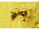 Symbiose! Ants Lasius Schiefferdeckeri and Aphids Aphidoidea. Fossil inclusions Baltic amber #12174